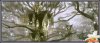97391211633709_d50taotlotr026plceleborns_chambercs1.jpg