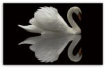 white_swan_reflection.jpg white_swan_reflection.jpg